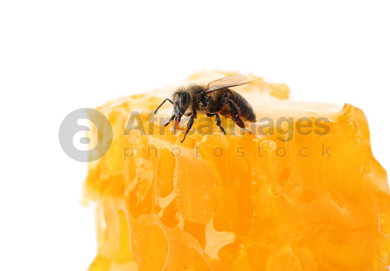 Honeycomb and bee on white background. Domesticated insect