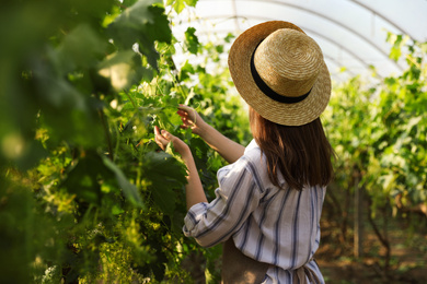 Photo of Woman working with grape plants in greenhouse