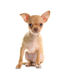 Cute Chihuahua puppy with toy on white background. Baby animal