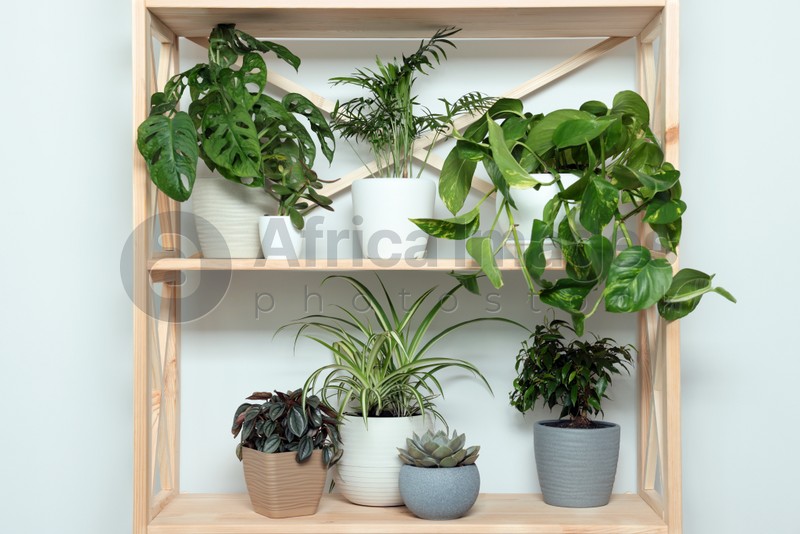 Photo of Different beautiful house plants on wooden shelving unit near white wall