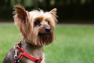 Photo of Cute Yorkshire terrier in park, closeup view