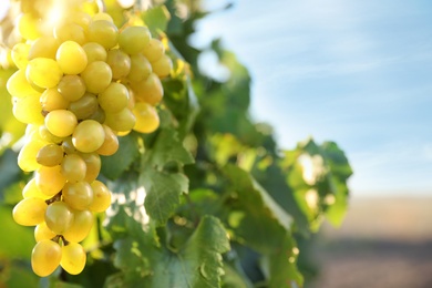Bunch of ripe juicy grapes on branch in vineyard, closeup. Space for text