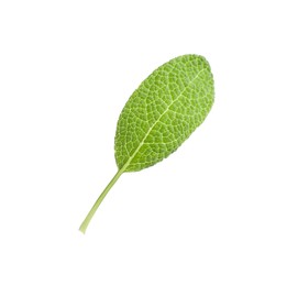 Aromatic green sage leaf isolated on white. Fresh herb