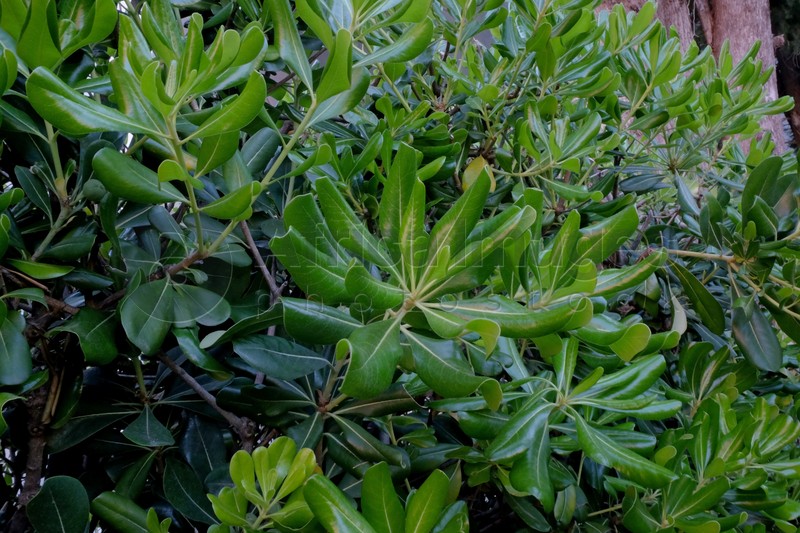 Photo of Beautiful green bush in garden as background
