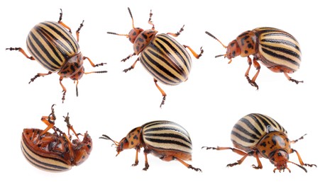 Image of Colorado potato beetles on white background, collage. Banner design