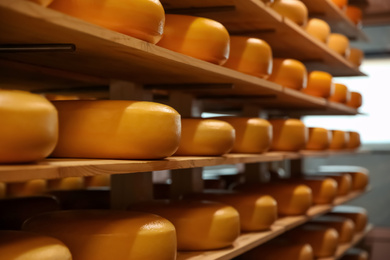 Photo of Fresh cheese heads on rack in factory warehouse
