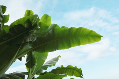 Photo of Fresh green banana plants against blue sky, low angle view. Tropical leaves