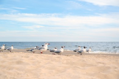 Beautiful sea coast with seagulls under blue sky