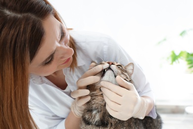 Professional veterinarian examining cat's teeth in clinic