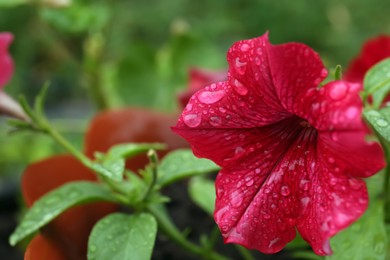 Beautiful red flower with dew drops outdoors, closeup. Space for text