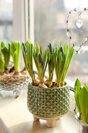 Photo of Spring is coming. Beautiful bulbous plants on windowsill indoors