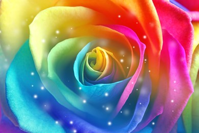 Image of Beautiful rose toned in rainbow colors, closeup