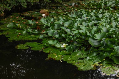 Pond with beautiful lotus flowers and leaves