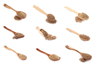 Image of Set with coriander seeds and powder on white background
