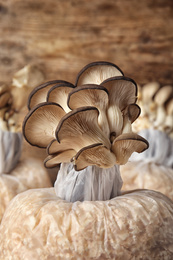 Photo of Oyster mushrooms growing in sawdust on wooden table, closeup. Cultivation of fungi