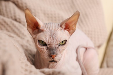 Beautiful Sphynx cat relaxing on sofa at home, closeup. Lovely pet