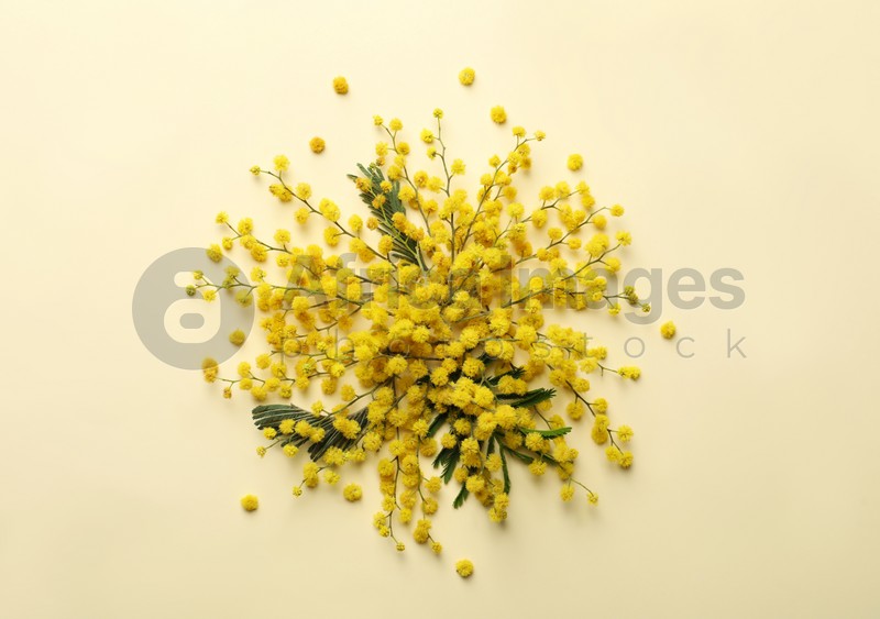Beautiful floral composition with mimosa flowers on beige background, flat lay