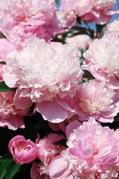 Photo of Wonderful blooming pink peonies in garden, closeup