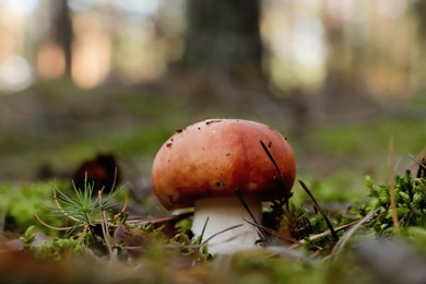 Russula mushroom growing in forest, closeup view
