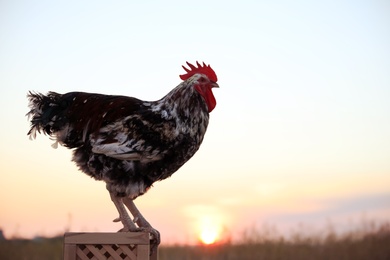 Photo of Big domestic rooster on wooden stand at sunrise, space for text. Morning time