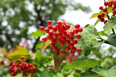 Photo of Beautiful viburnum shrub with ripe berries outdoors