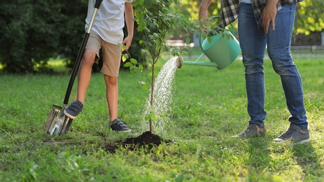 Photo of Dad and son watering tree in park on sunny day, closeup