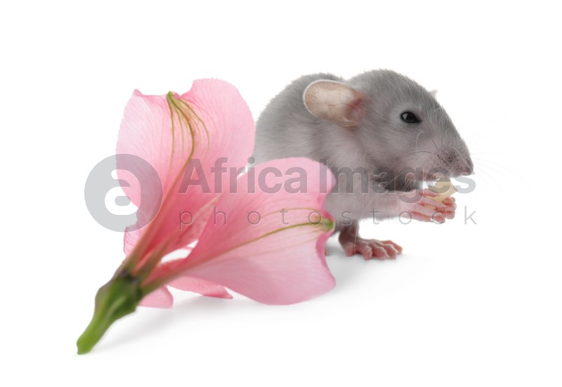 Photo of Small grey rat with piece of cheese and flower on white background