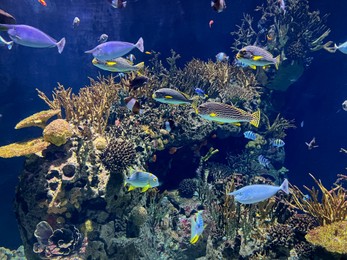 Many different exotic fishes swimming among corals in aquarium