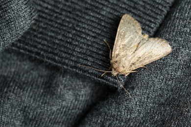 Photo of Paradrina clavipalpis moth with pale mottled wings on black sweater