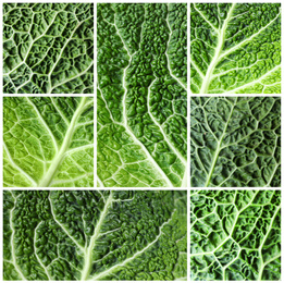 Image of Collage with fresh leaves of savoy cabbages as background, closeup