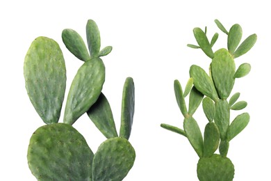 Collage with beautiful cactuses on white background