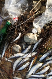Dead fishes and trash near river, flat lay. Environmental pollution concept