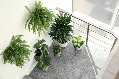 Different plants on stairs indoors, above view. Home design idea