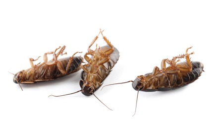 Three dead cockroaches on white background, banner design. Pest control