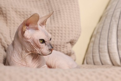 Beautiful Sphynx cat relaxing on sofa at home, closeup with space for text. Lovely pet