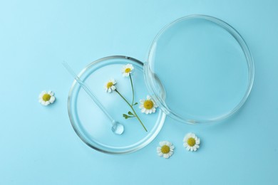 Photo of Petri dishes with chamomile flowers and glass stirring rod on light blue background, top view