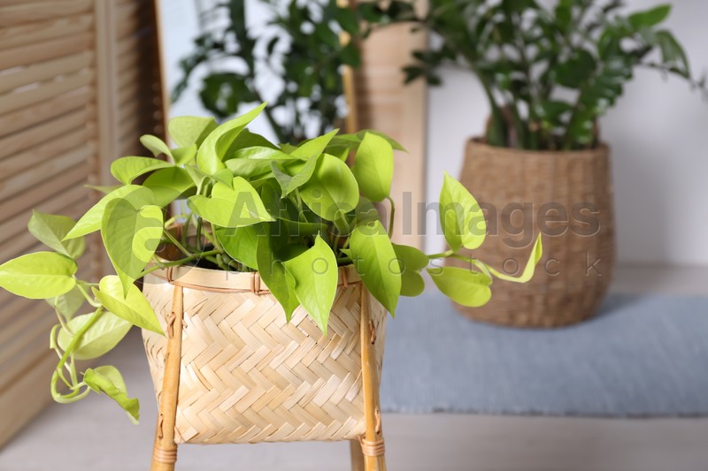 Beautiful potted plant, space for text. Interior design