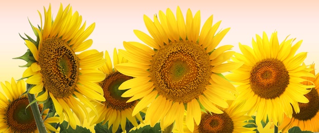Many bright sunflowers on color background. Banner design 