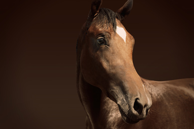Image of Chestnut pet horse on dark brown background