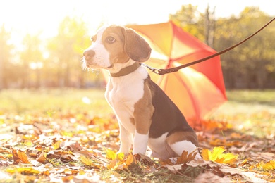 Cute Beagle in park on autumn day. Dog walking