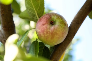 Fresh and ripe apple on tree branch, closeup