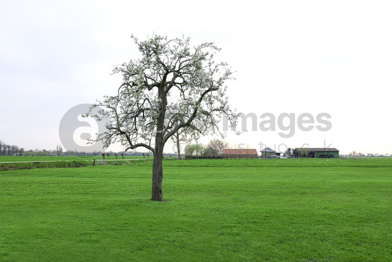 Beautiful green field with blossoming tree in early morning