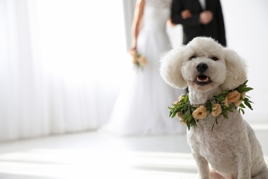 Adorable Bichon wearing wreath made of beautiful flowers on wedding. Space for text