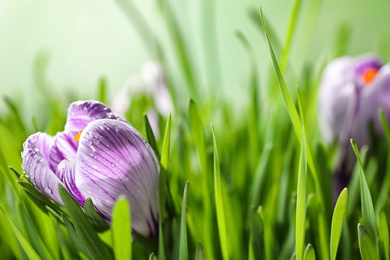Fresh grass and crocus flowers on light green background, closeup. Spring season