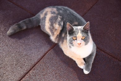 Photo of Beautiful calico cat lying on rubber tiles outdoors. Stray animal