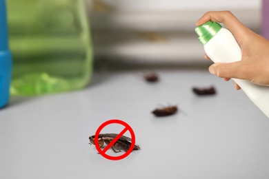 Pest control. Using household insecticide to kill cockroaches at home, closeup