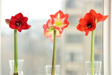 Photo of Beautiful red amaryllis flowers near window indoors