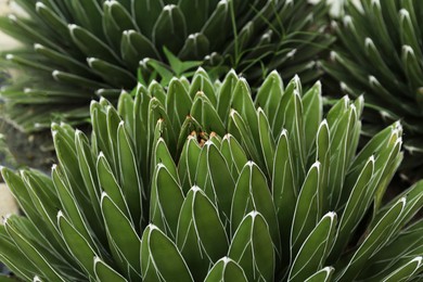 Beautiful green agave growing outdoors. Succulent plant