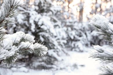 Photo of Snowy pine branches in winter forest, closeup