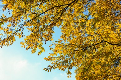 Beautiful tree with bright autumn leaves under blue sky outdoors, bottom view
